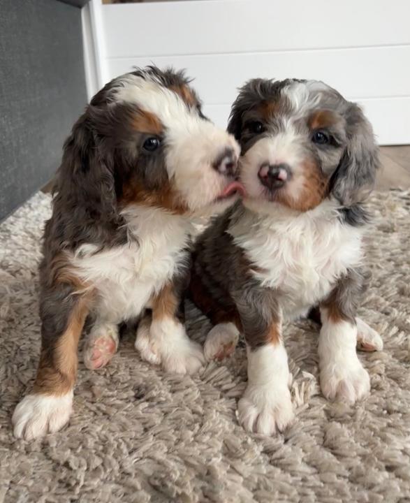 The Bash 2026 | Puppy Perfection: Bernedoodle Bliss | Powered by