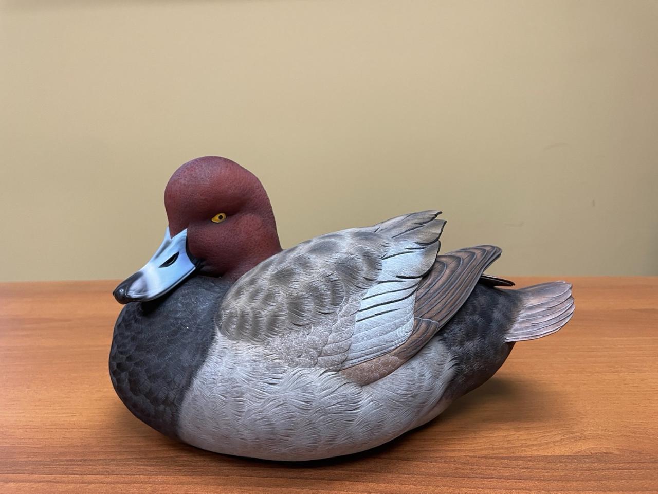 Ducks Unlimited 75 Jett Redhead Decoy Powered by Givergy