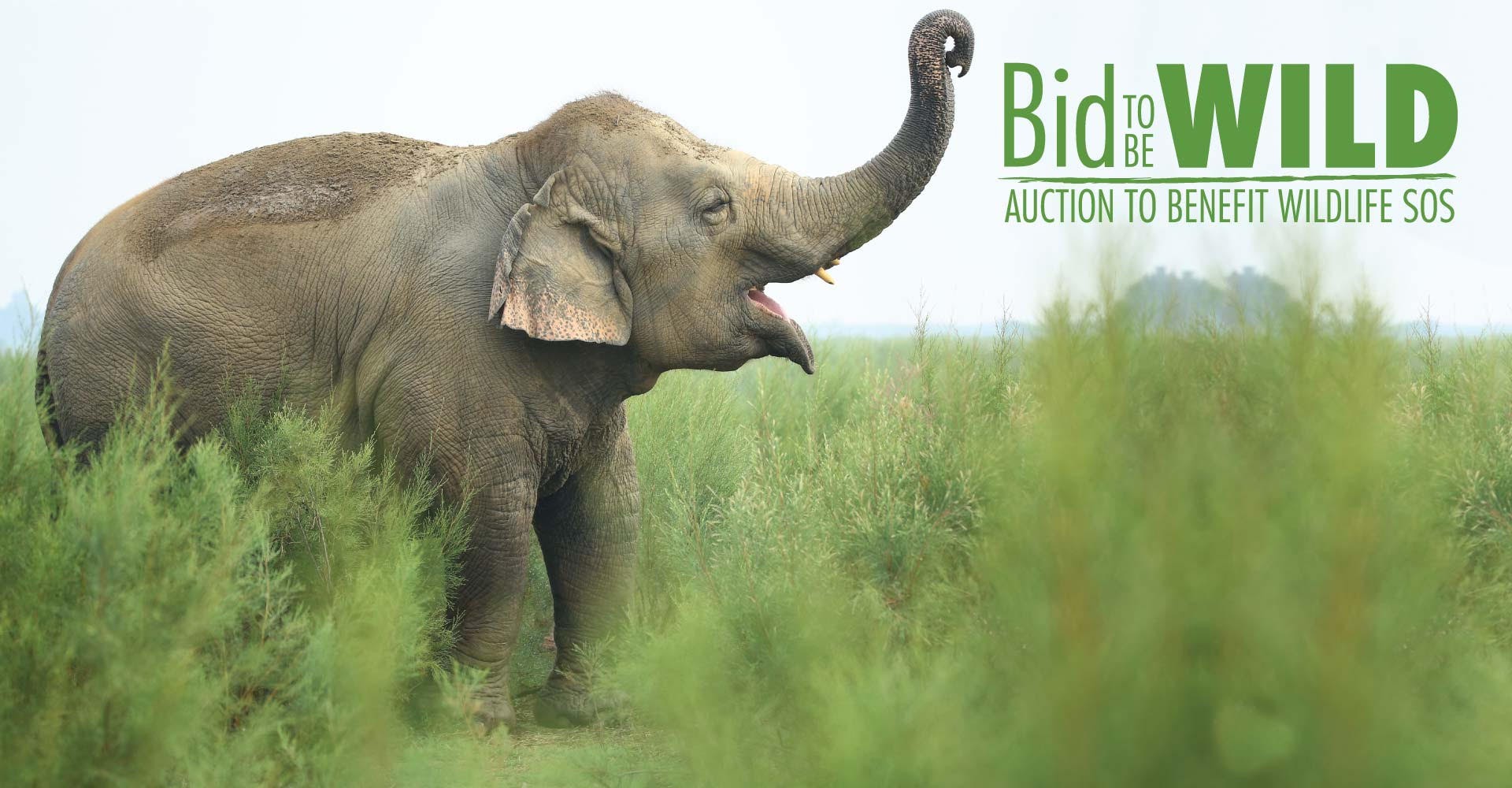 Wildlife SOS 2024 | Powered by Givergy